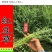 无芒雀麦种子披碱草碱茅草紫羊茅四季种养牛红豆草碱草羊草种