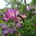 紫云英种子红花草种子养蜂蜜源高产绿肥牧草种子食用野菜种籽