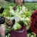 大心子儿菜***********