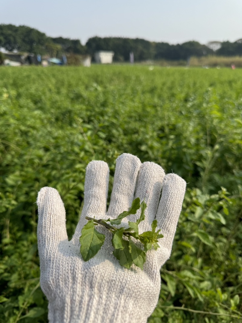 枸杞芽枸杞叶菜枸杞叶芽菜枸杞嫩叶