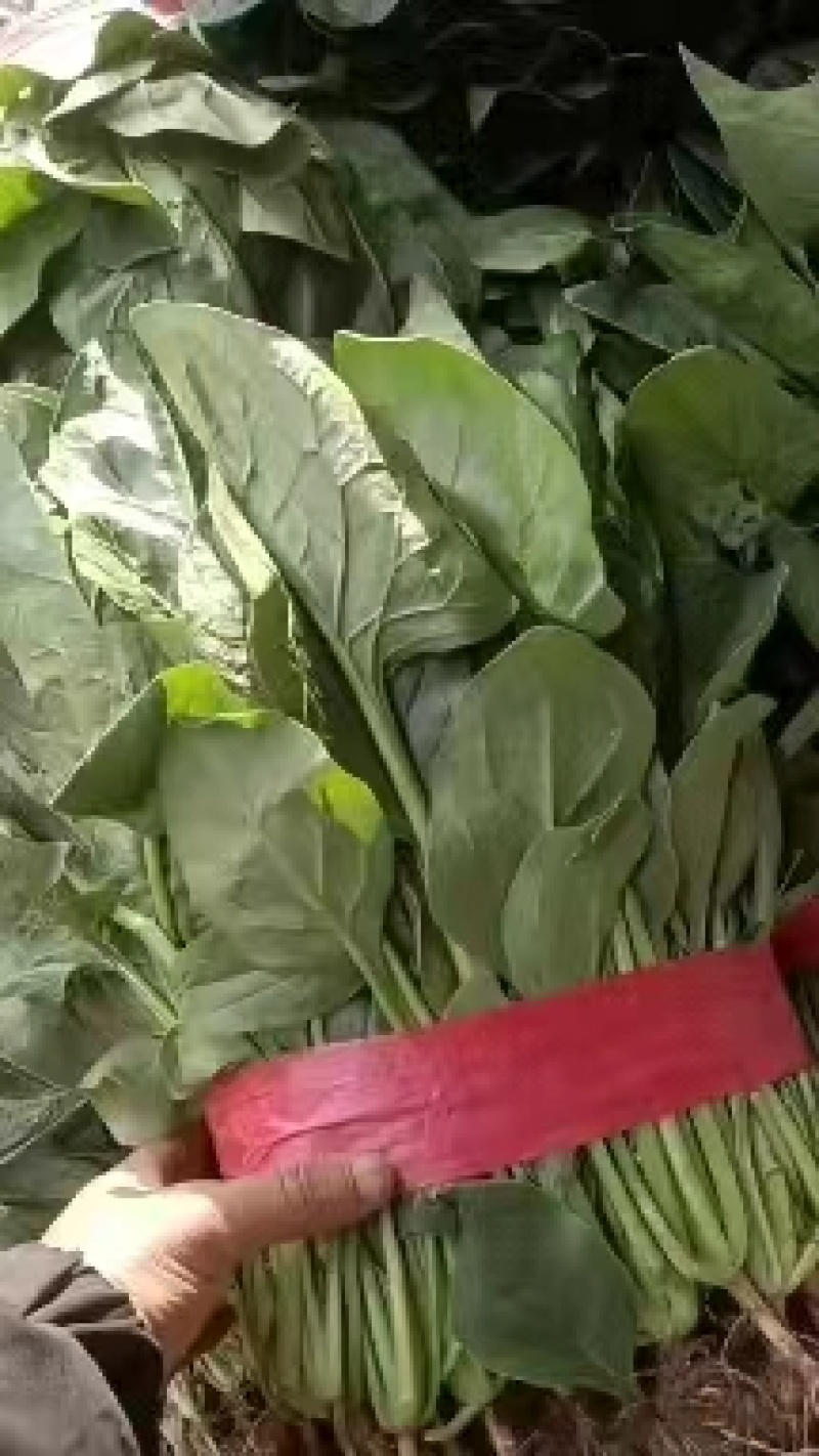 大叶菠菜产地直发货源充足价格美丽欢迎来电咨询