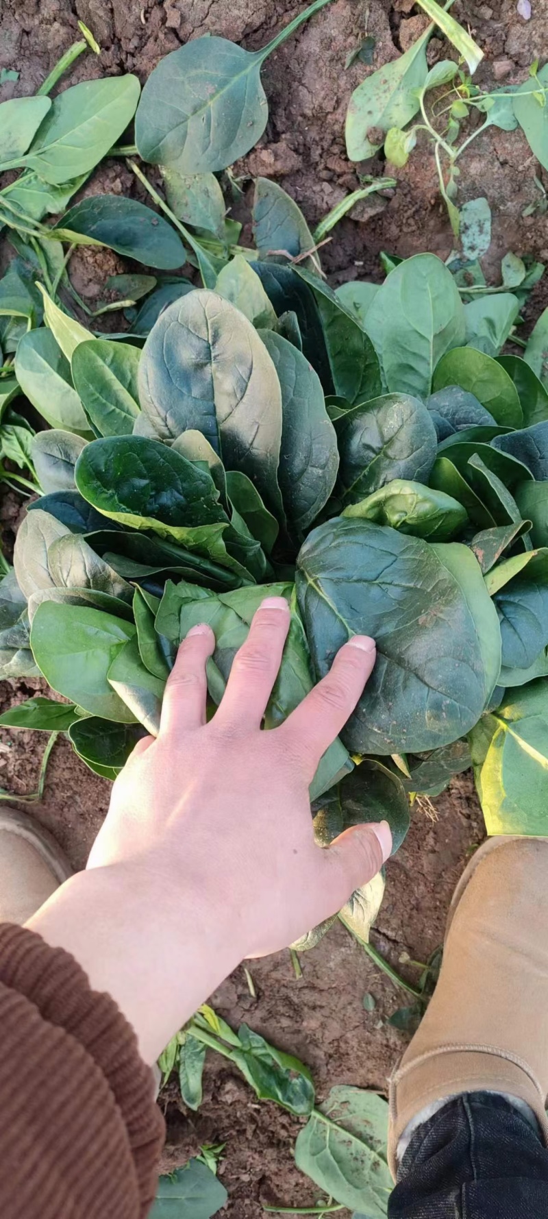 大叶菠菜产地直发货源充足价格美丽欢迎来电咨询