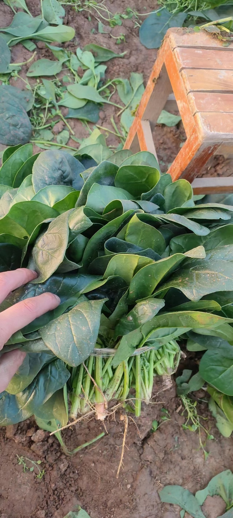 大叶菠菜产地直发货源充足价格美丽欢迎来电咨询