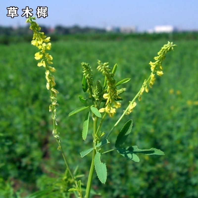 草木犀种子野苜蓿辟汗草草木樨种籽果园绿肥蜜源花牧草饲料护