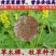 草木犀种子野苜蓿辟汗草草木樨种籽果园绿肥蜜源花牧草饲料护