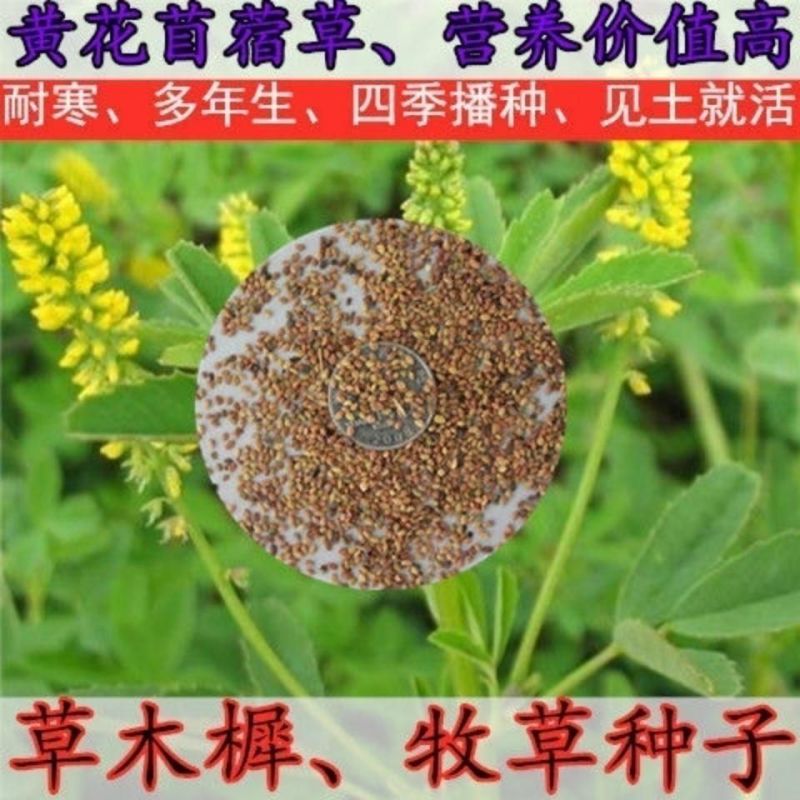 草木犀种子野苜蓿辟汗草草木樨种籽果园绿肥蜜源花牧草饲料护