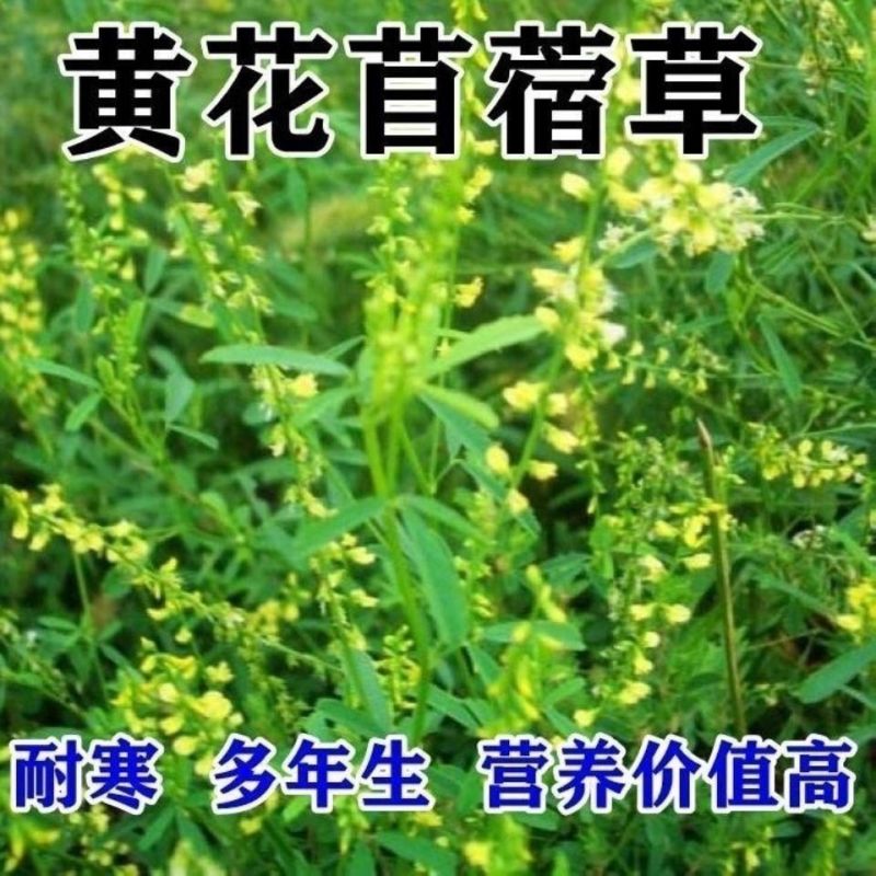 草木犀种子野苜蓿辟汗草草木樨种籽果园绿肥蜜源花牧草饲料护