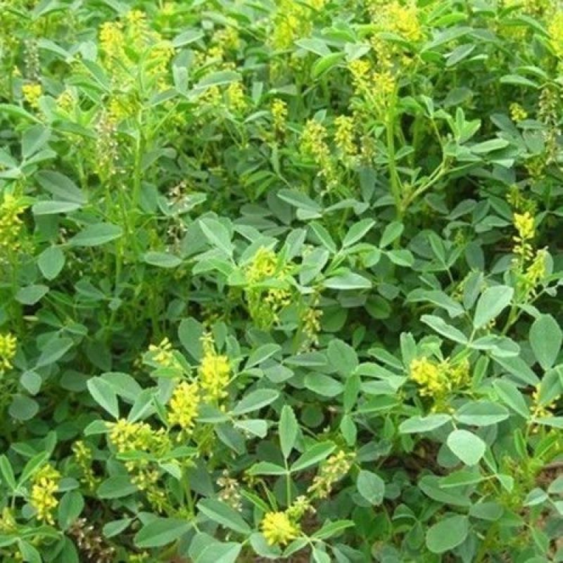 草木犀种子野苜蓿辟汗草草木樨种籽果园绿肥蜜源花牧草饲料护