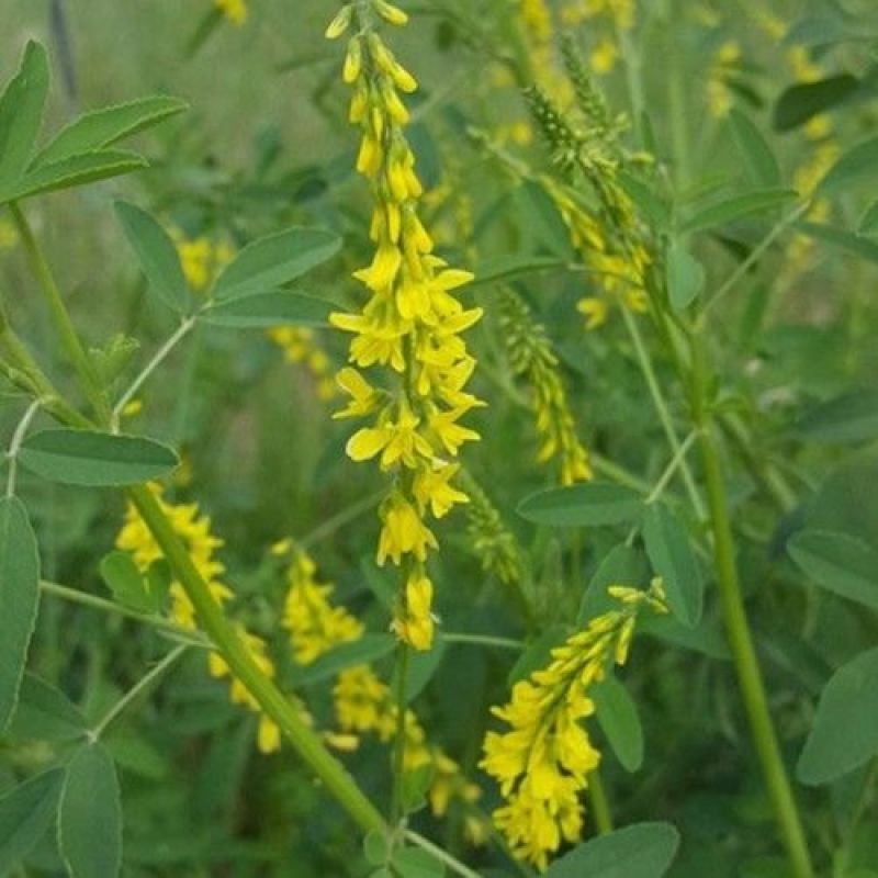 黄花苜蓿草木犀多年生牧草种子南北方柱花草营养高猪牛羊鸡鸭
