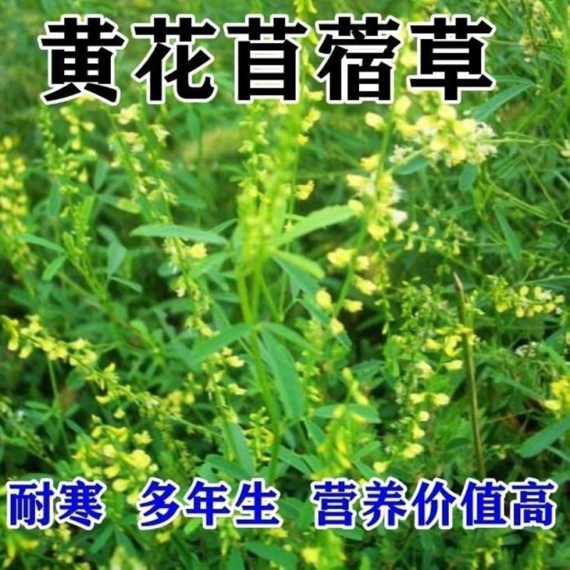 黄花苜蓿草木犀多年生牧草种子南北方柱花草营养高猪牛羊鸡鸭