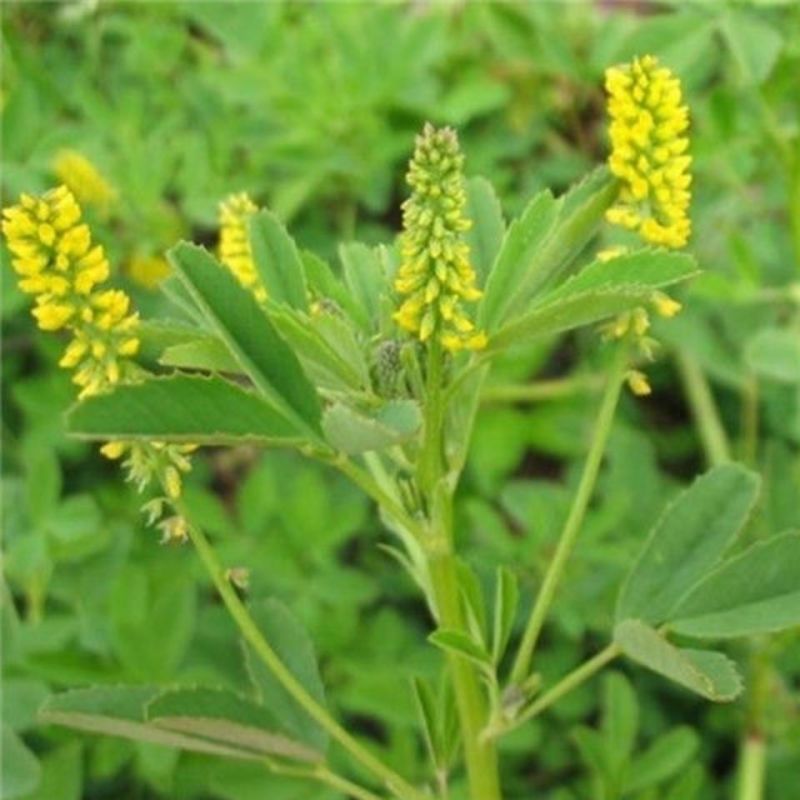 黄花苜蓿草木犀多年生牧草种子南北方柱花草营养高猪牛羊鸡鸭