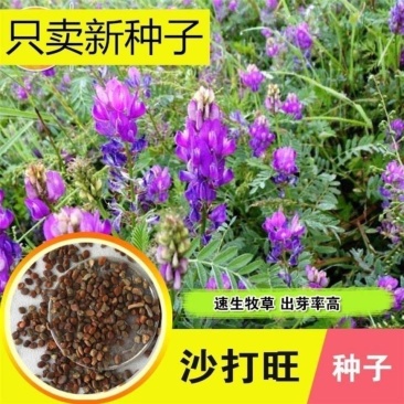 新采集沙打旺种子多年生牧草防沙固土护坡耐寒耐旱