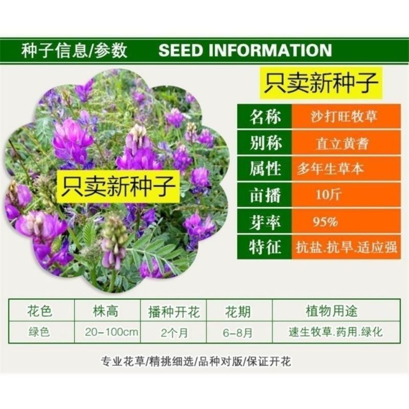 新采集沙打旺种子多年生牧草防沙固土护坡耐寒耐旱