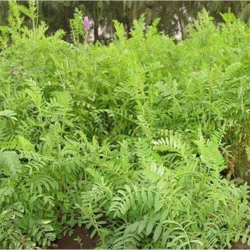 新采集沙打旺种子多年生牧草防沙固土护坡耐寒耐旱