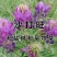 新采集沙打旺种子多年生牧草防沙固土护坡耐寒耐旱