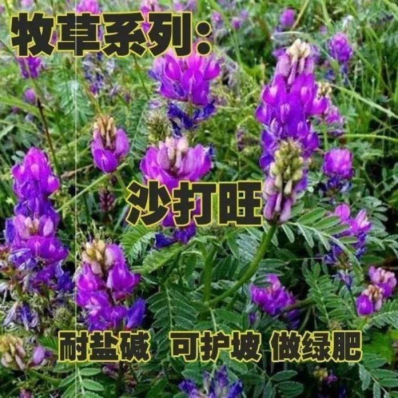 新采集沙打旺种子多年生牧草防沙固土护坡耐寒耐旱