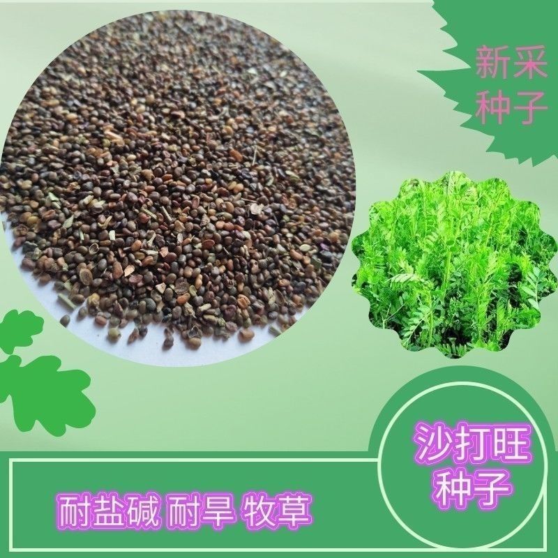 新采集沙打旺种子多年生牧草防沙固土护坡耐寒耐旱