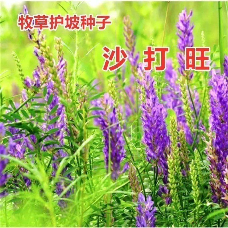 新采集沙打旺种子多年生牧草防沙固土护坡耐寒耐旱