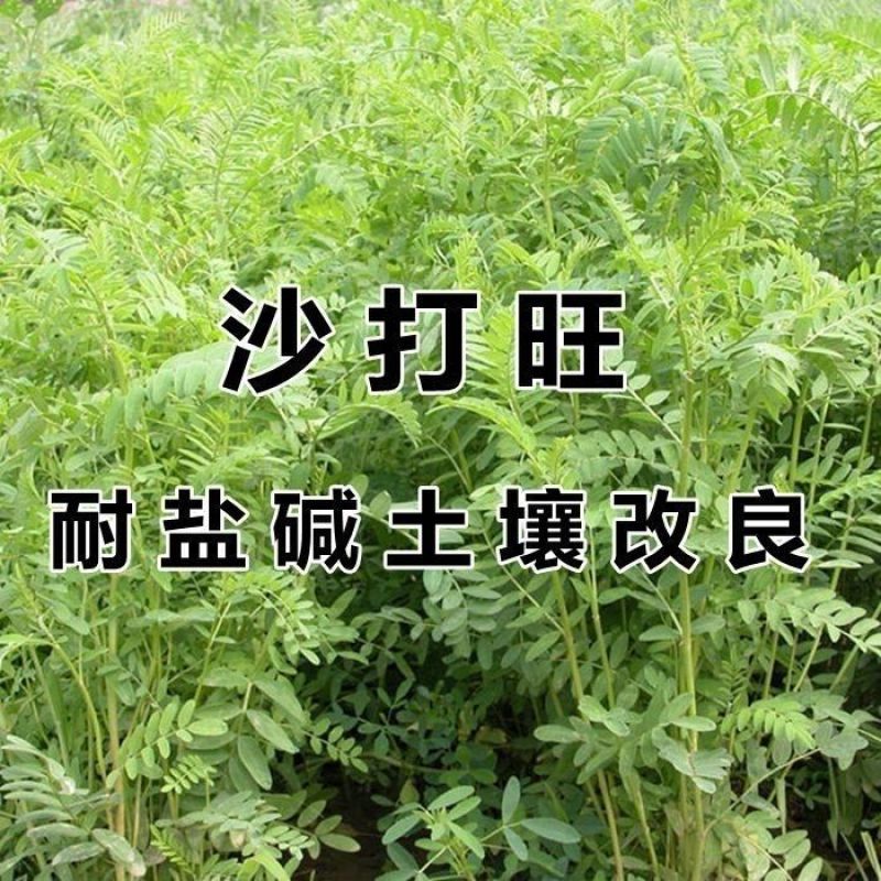 新采集沙打旺种子多年生牧草防沙固土护坡耐寒耐旱