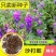 新采集沙打旺种子多年生牧草防沙固土护坡耐寒耐旱