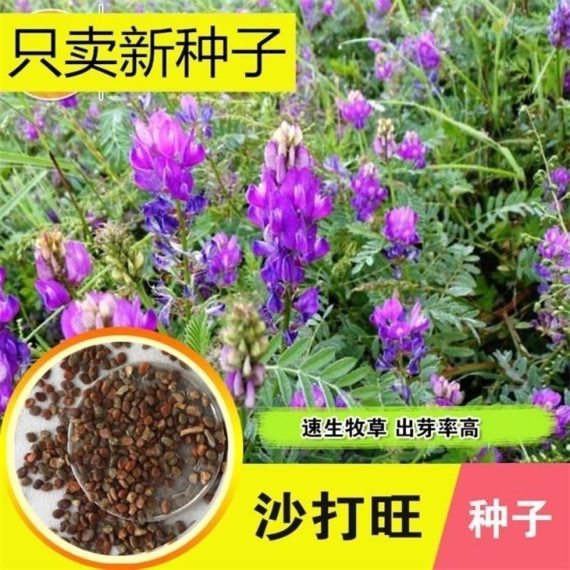 新采集沙打旺种子多年生牧草防沙固土护坡耐寒耐旱