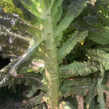 莴笋杆子货，大量供应
