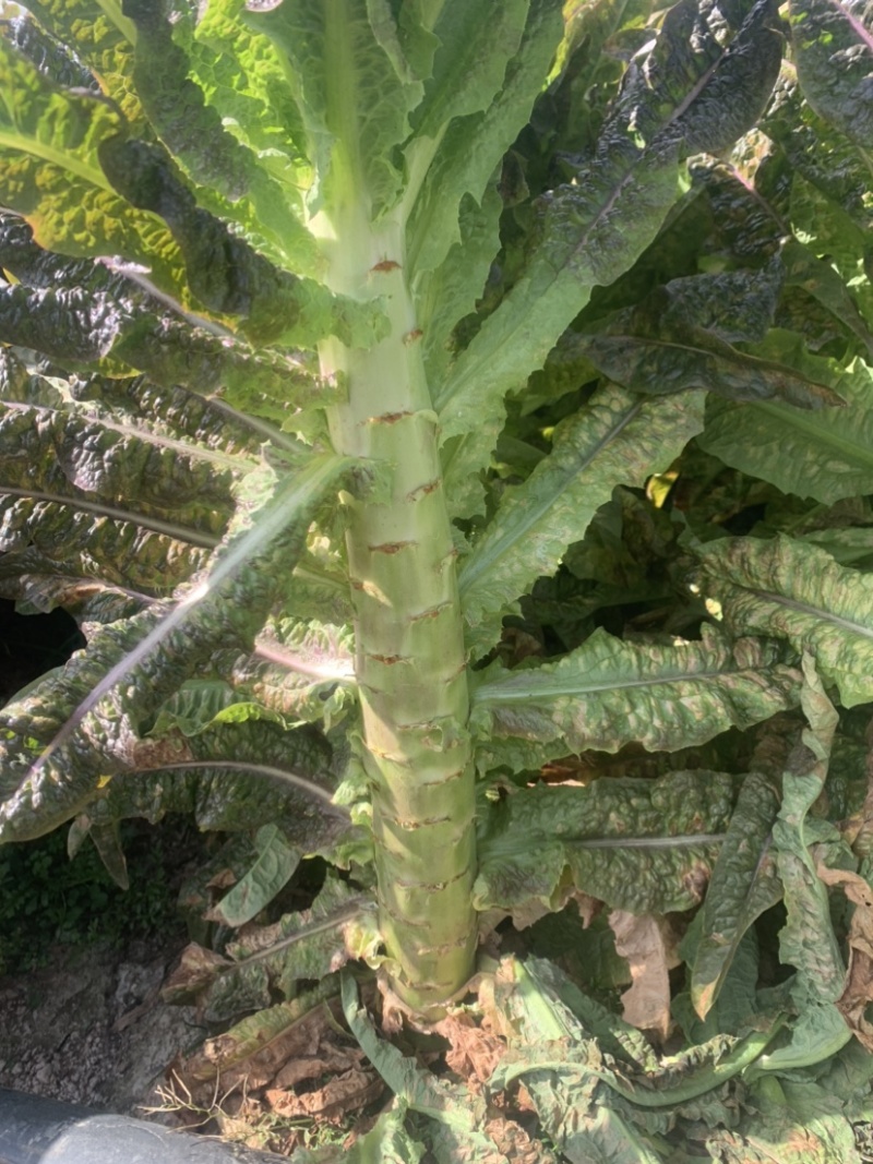 莴笋杆子货，大量供应