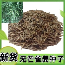 无芒雀麦种子多年生耐寒草四季青畜禽牧草籽猪牛羊驴鸡鹅兔鱼