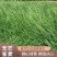 无芒雀麦种子多年生耐寒草四季青畜禽牧草籽猪牛羊驴鸡鹅兔鱼