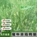 无芒雀麦种子多年生耐寒草四季青畜禽牧草籽猪牛羊驴鸡鹅兔鱼