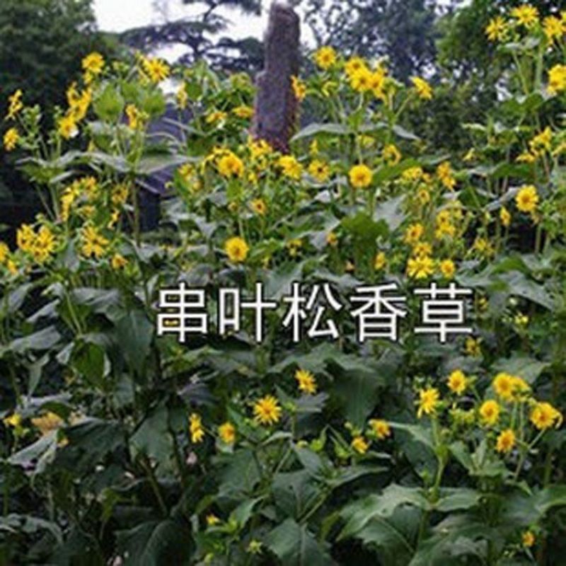 精装串叶松香草种子多年生猪牛羊鹅畜禽牧草籽香槟菊花草