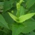 精装串叶松香草种子多年生猪牛羊鹅畜禽牧草籽香槟菊花草