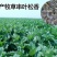 精装串叶松香草种子多年生猪牛羊鹅畜禽牧草籽香槟菊花草