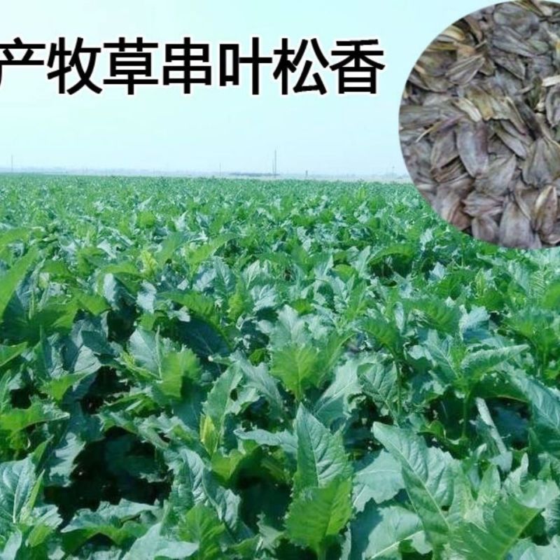 精装串叶松香草种子多年生猪牛羊鹅畜禽牧草籽香槟菊花草