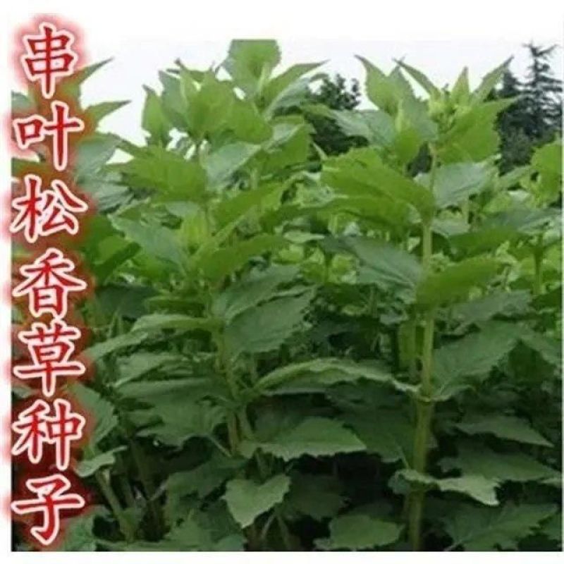 精装串叶松香草种子多年生猪牛羊鹅畜禽牧草籽香槟菊花草