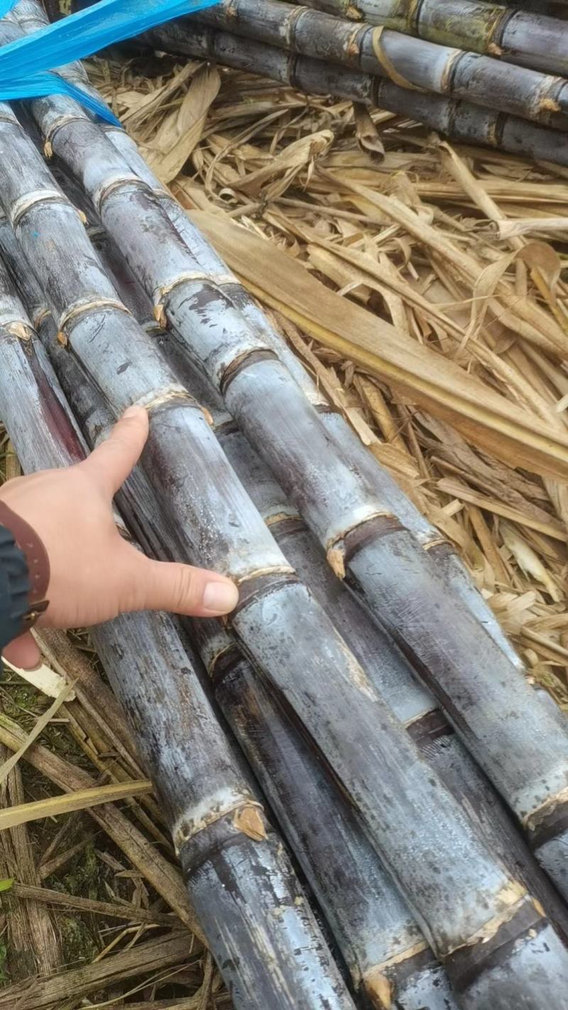 云南黑皮甘蔗，精品黑皮甘蔗，基地直采，一手货源