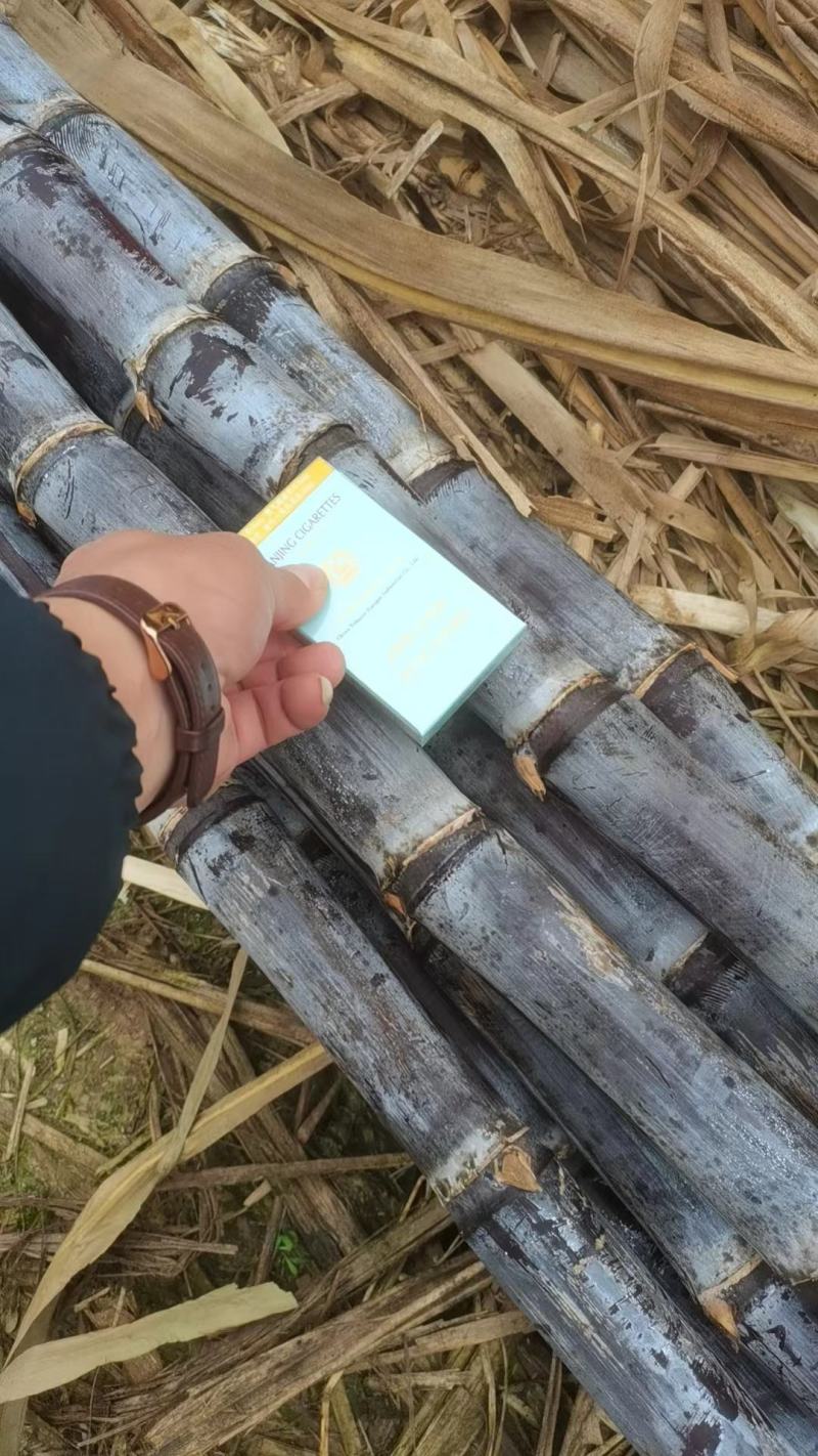 云南黑皮甘蔗，精品黑皮甘蔗，基地直采，一手货源