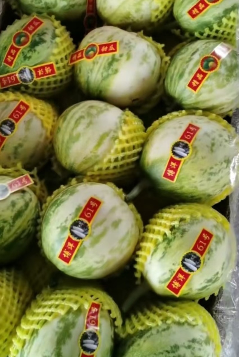乐亭县暖室甜瓜逐渐上市，品种很多质量不错