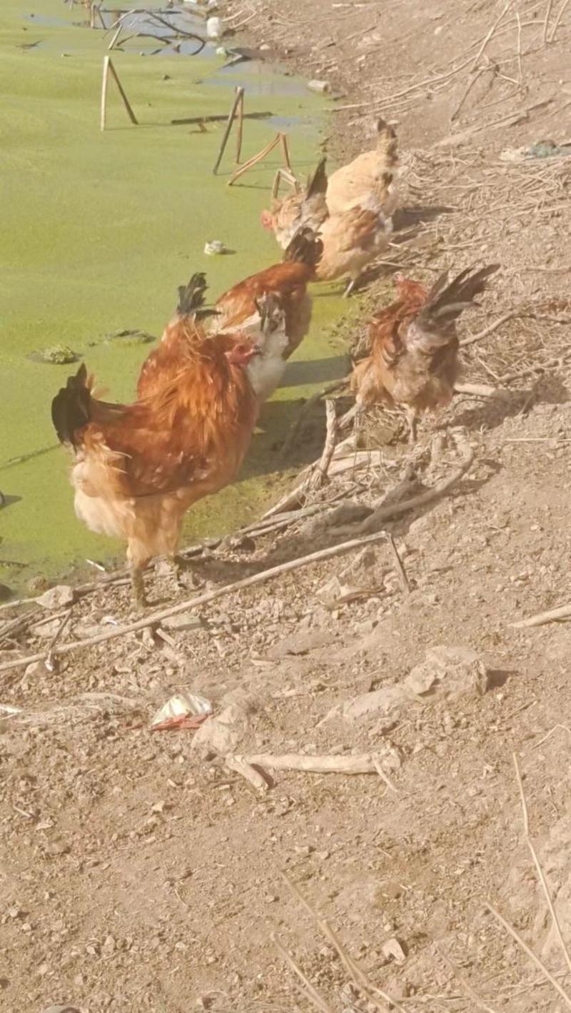 安徽铜陵淮南草鸡大量供应公鸡母鸡都有自家养殖量大从优