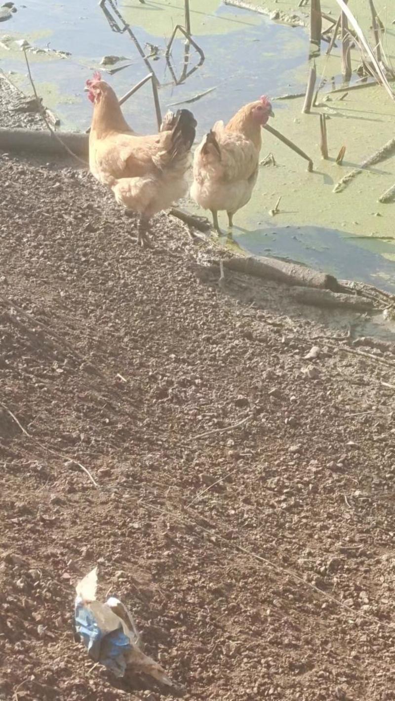 安徽铜陵淮南草鸡大量供应公鸡母鸡都有自家养殖量大从优