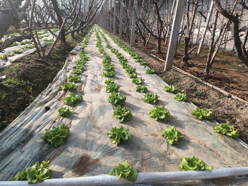【精品生菜】山西产地直供质量保证一手货源欢迎订购