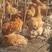淮南草鸡大量供应保质保量对接全国市场安徽产地直发