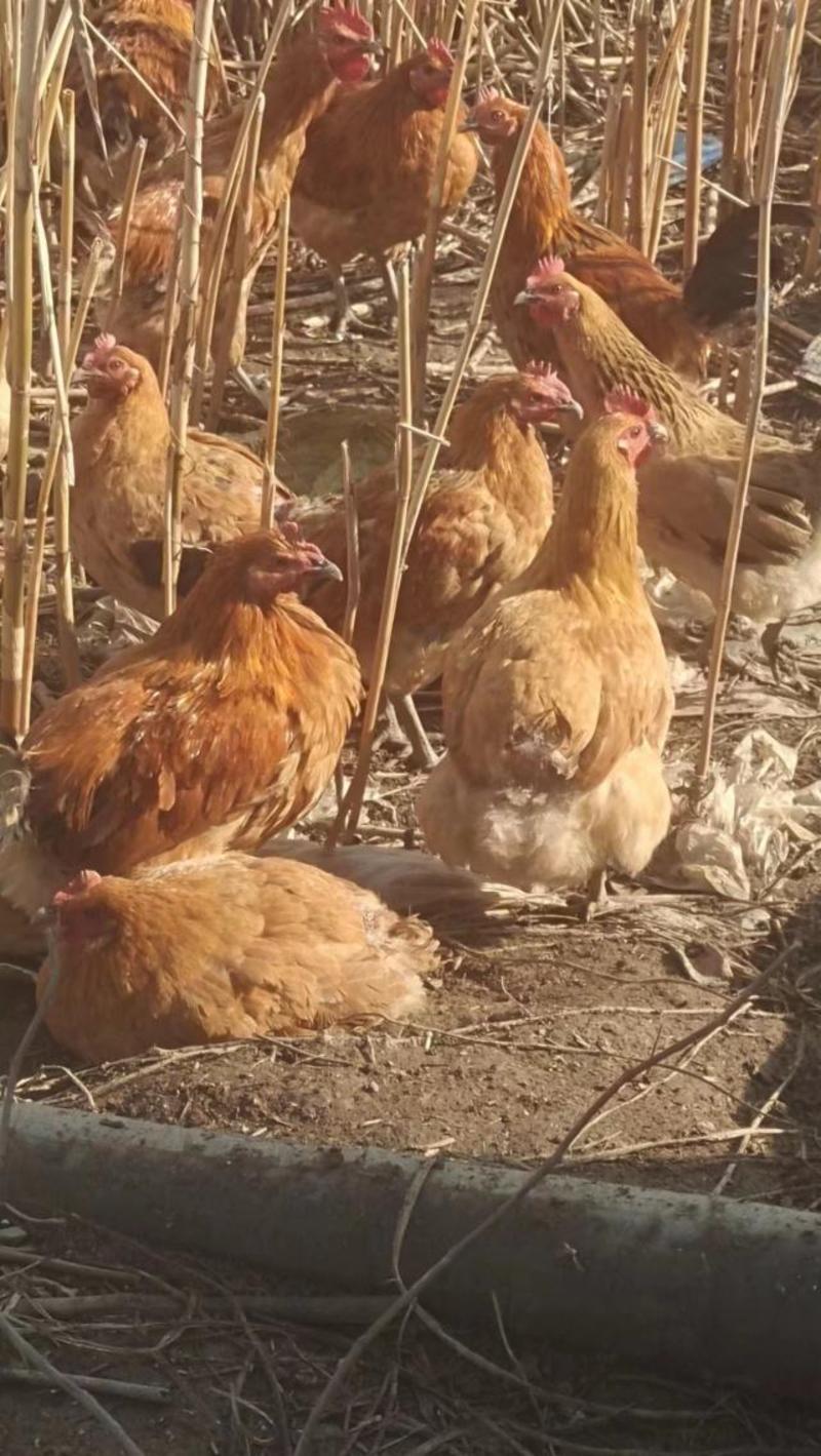 淮南草鸡大量供应保质保量对接全国市场安徽产地直发