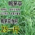 鸭茅种子耐阴耐寒果园草牛羊鹅兔鱼鸡多年生牧草种子鸭茅草种
