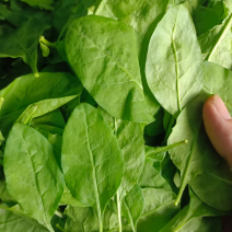 枸杞叶菜大叶枸杞食用枸杞