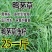 鸭茅种子耐阴耐寒果园草牛羊鹅兔鱼鸡多年生牧草种子鸭茅草种