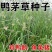 鸭茅种子耐阴耐寒果园草牛羊鹅兔鱼鸡多年生牧草种子鸭茅草种