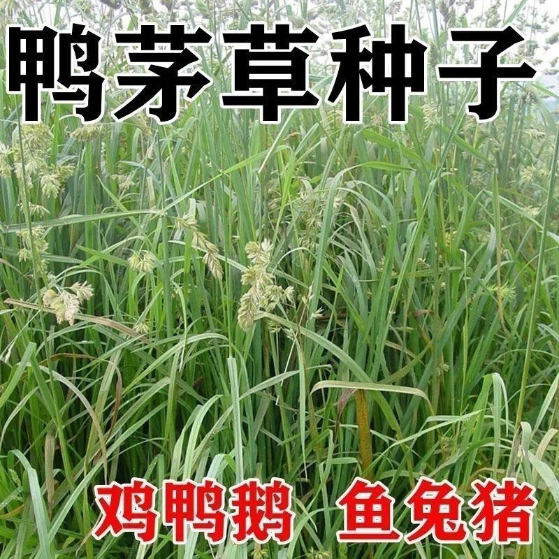 鸭茅种子耐阴耐寒果园草牛羊鹅兔鱼鸡多年生牧草种子鸭茅草种