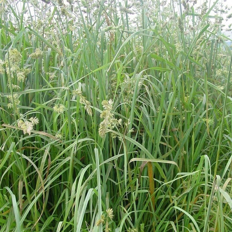 鸭茅种子耐阴耐寒果园草牛羊鹅兔鱼鸡多年生牧草种子鸭茅草种