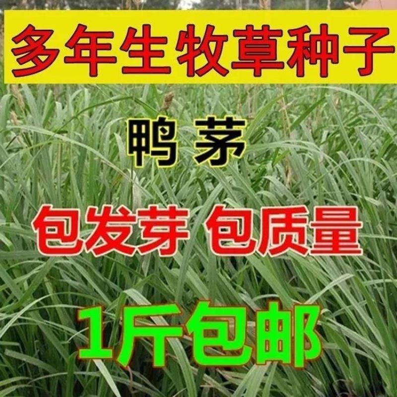 鸭茅种子耐阴耐热耐寒果园草种林间种草牛羊猪兔牧草种
